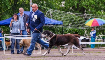 Наследники степей: заводчик из Краснодара развеивает главные мифы об алабаях Наследники степей: заводчик из Краснодара развеивает главные мифы об алабаях